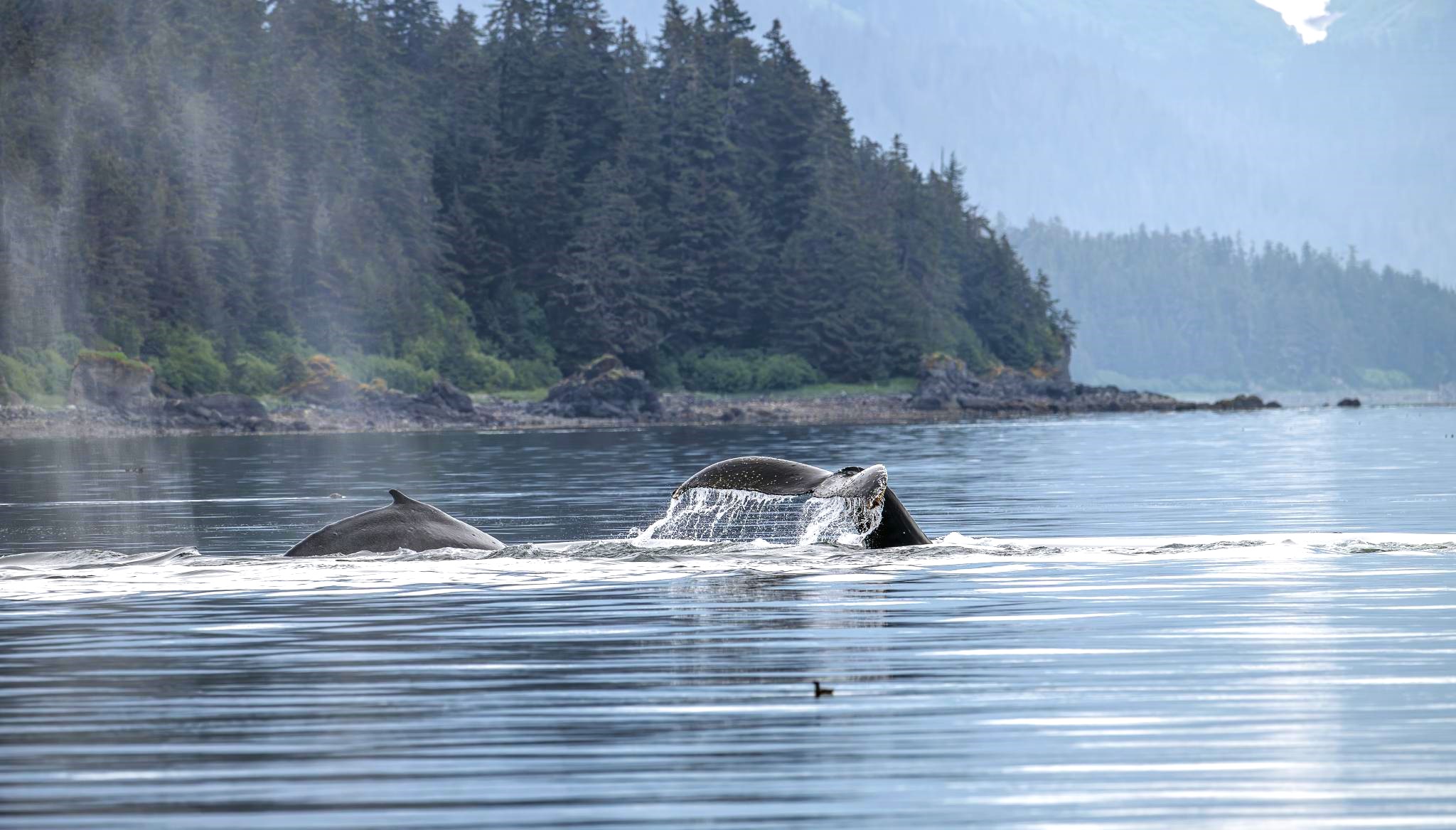 Whales in Southeast Alaska