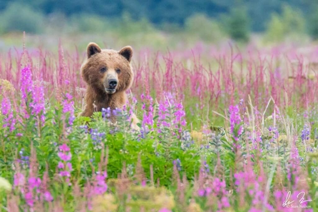 Gustavus Visitors Association Travel Alaska