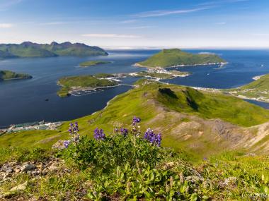 Mountain view of Unalaska/Dutch Harbor looking out over grass-covered terrain, marinas, and multiple islands. Purple flowers bloom in the foreground.