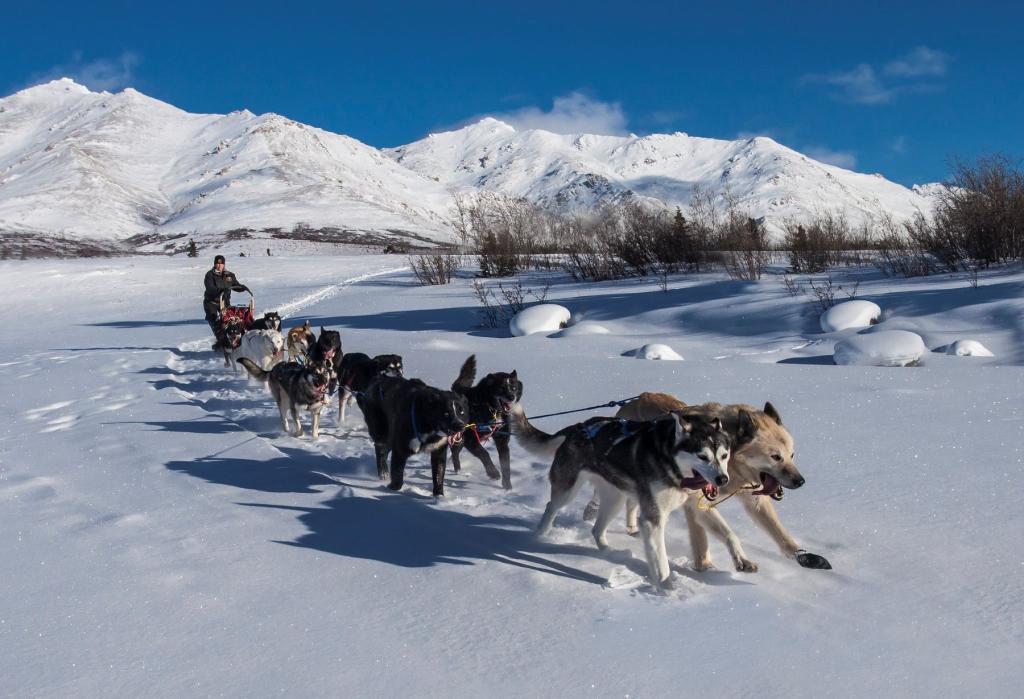 Canine rangers in Denali National Park