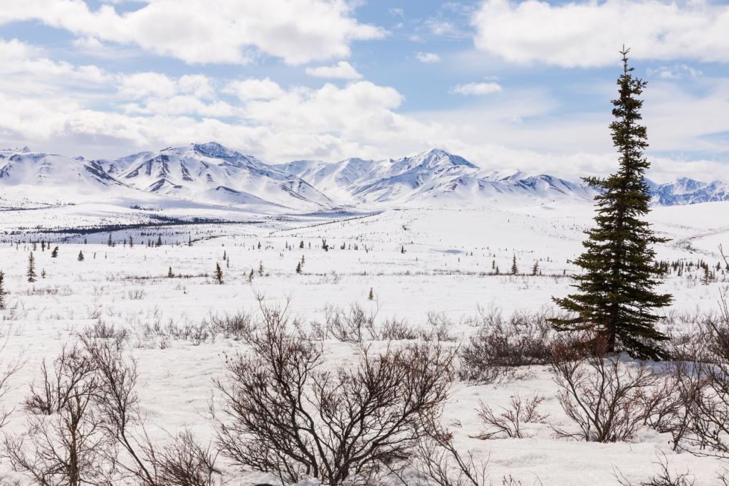 Denali National Park in Winter