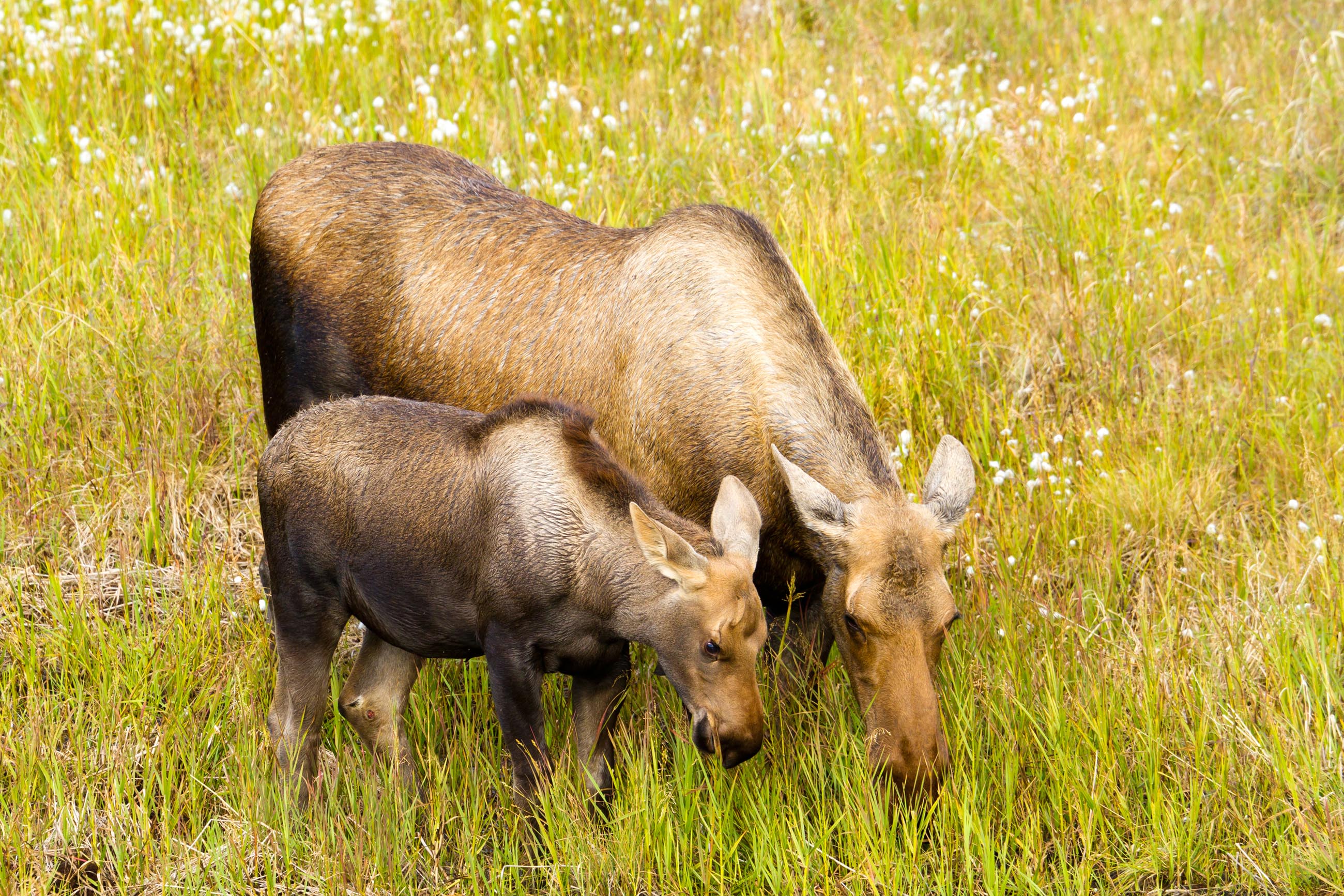 Harding Lake State Recreation Area Alaska