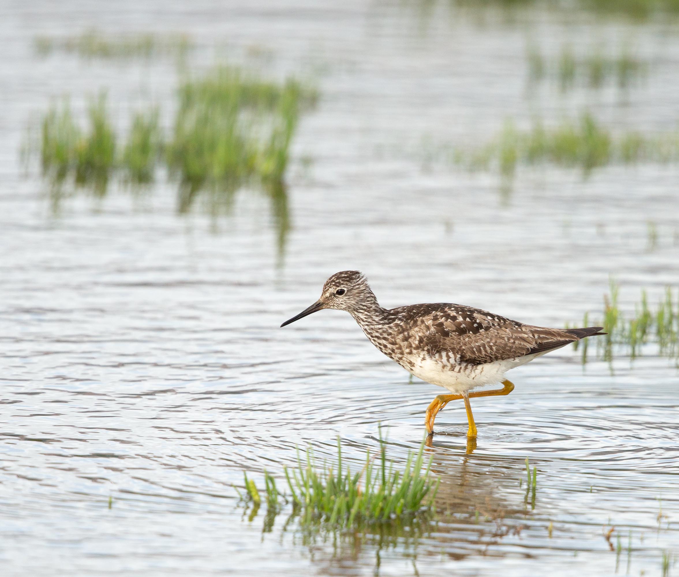 Yukon Delta National Wildlife Refuge Alaska Bird