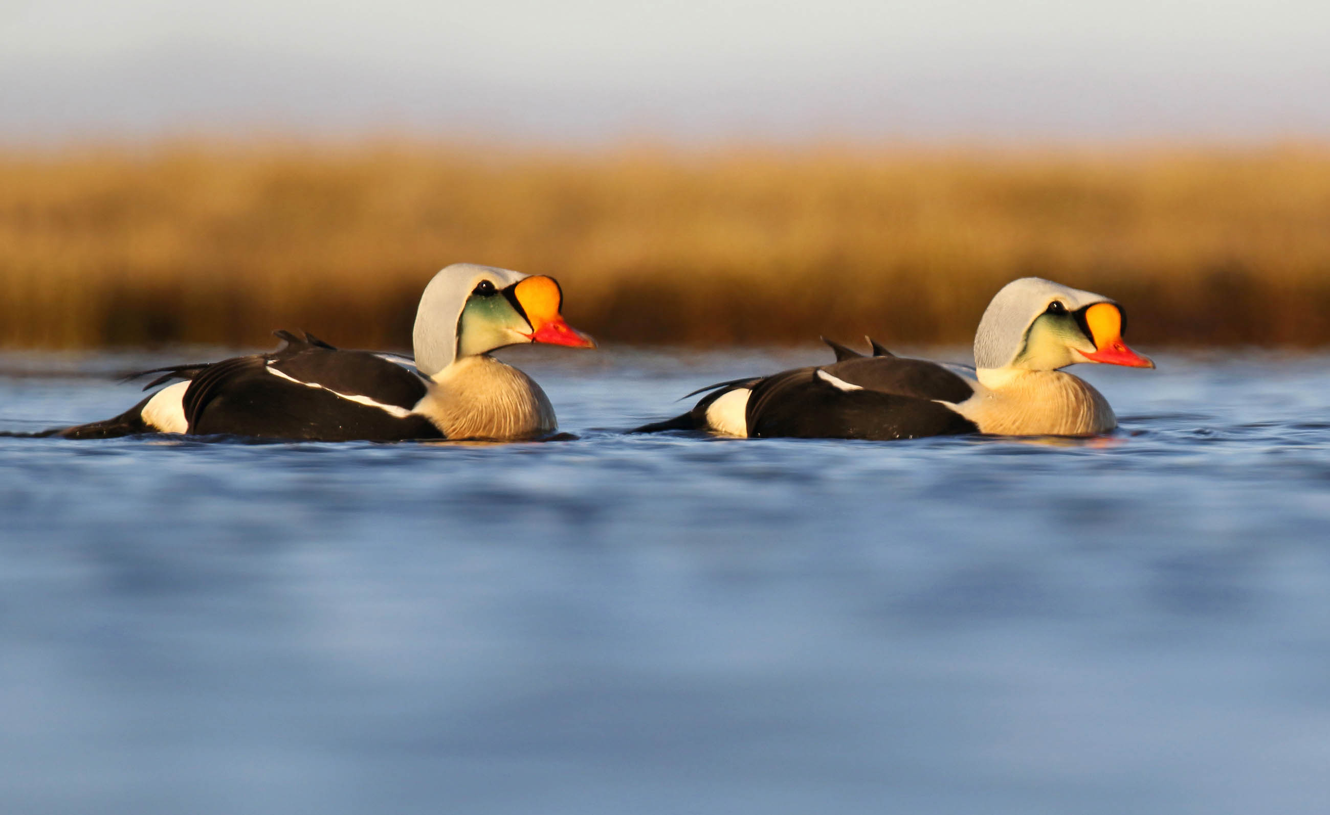 Yukon Kuskokwim River Delta Alaska Hero