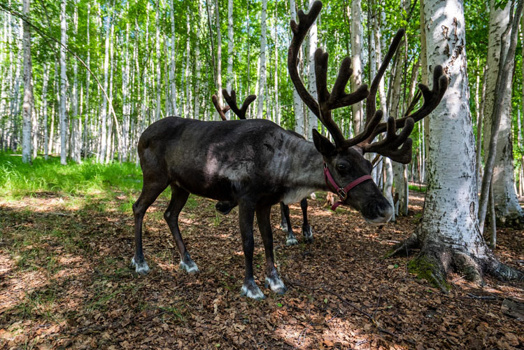 Summer Days in the Land of the Midnight Sun Teaser