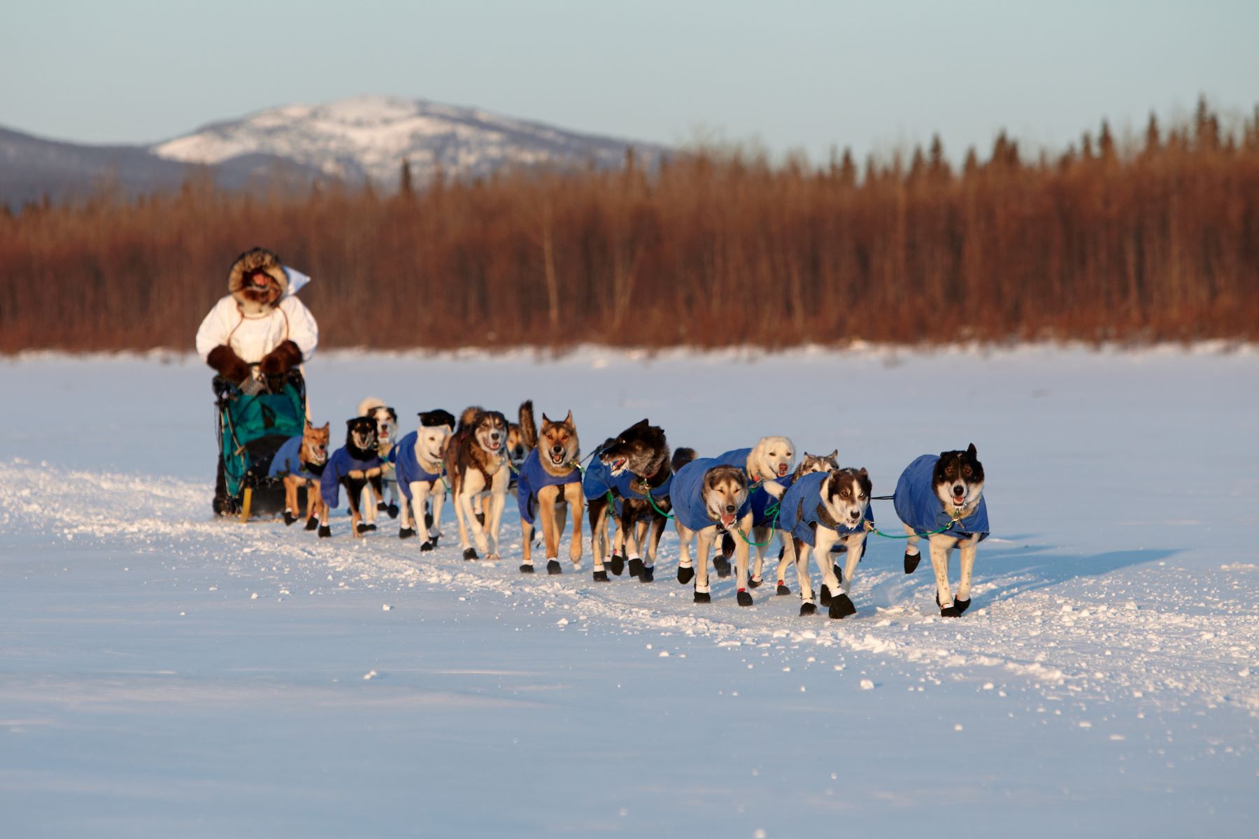 A musher an dog team near Galena on the Iditarod Sled Dog Race