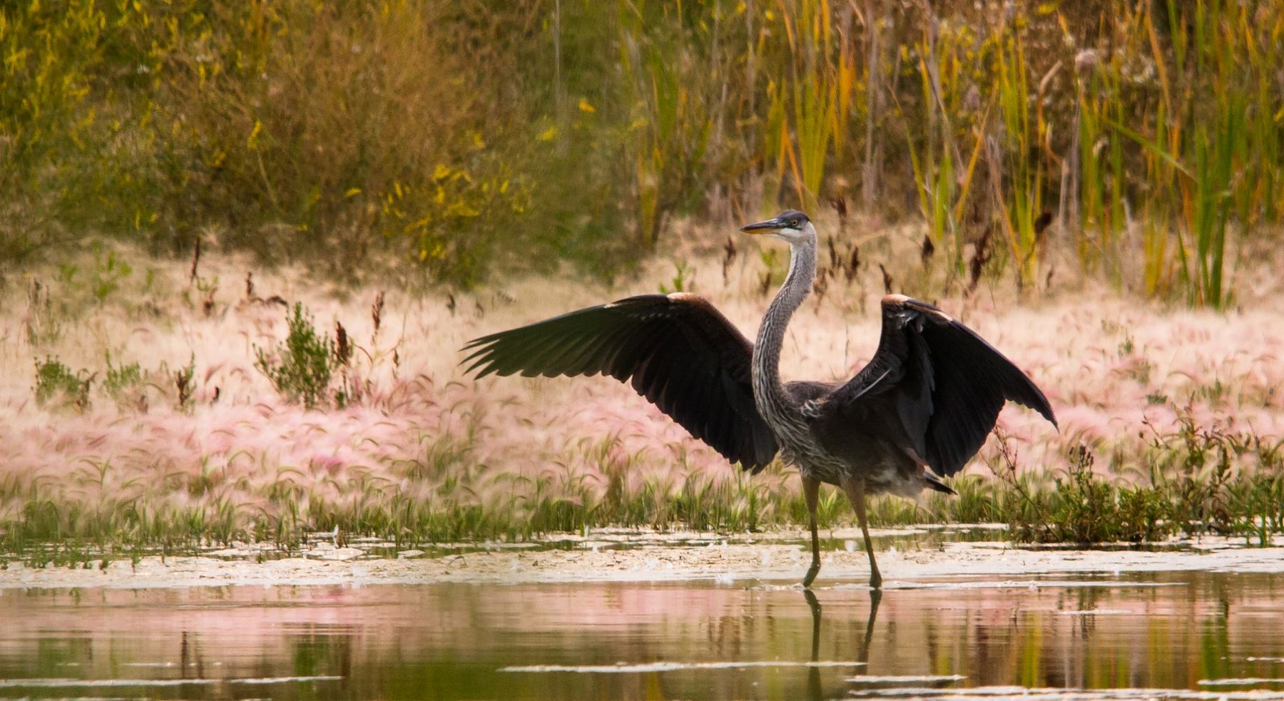 A bird in the water in Alberta