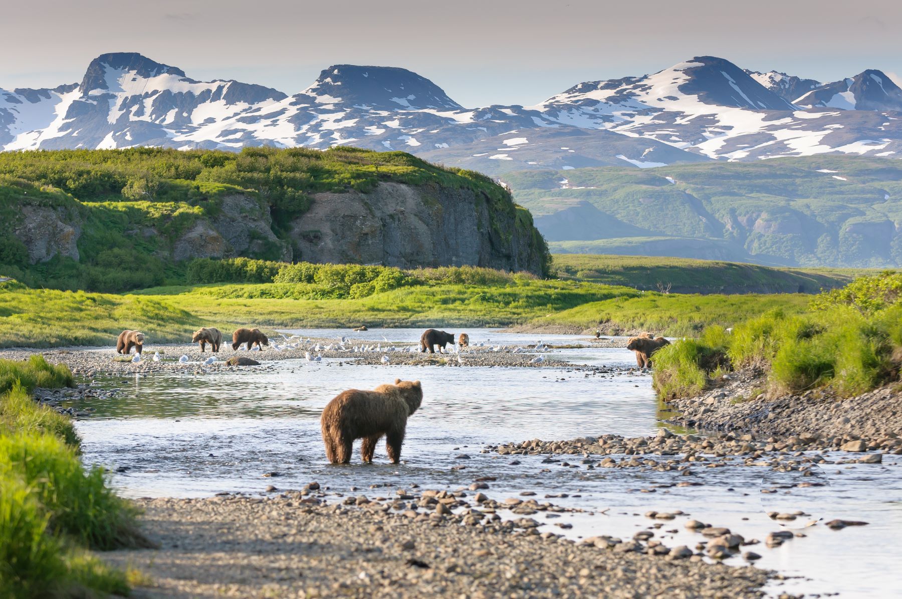 Bears at McNeil River State Game Sanctuary