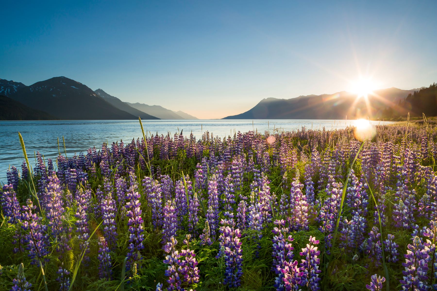 Midnight sun on the Turagain Arm with lupine