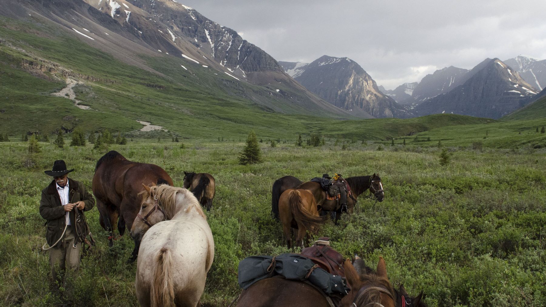 Horses and a cowboy with mountains in British Columbia