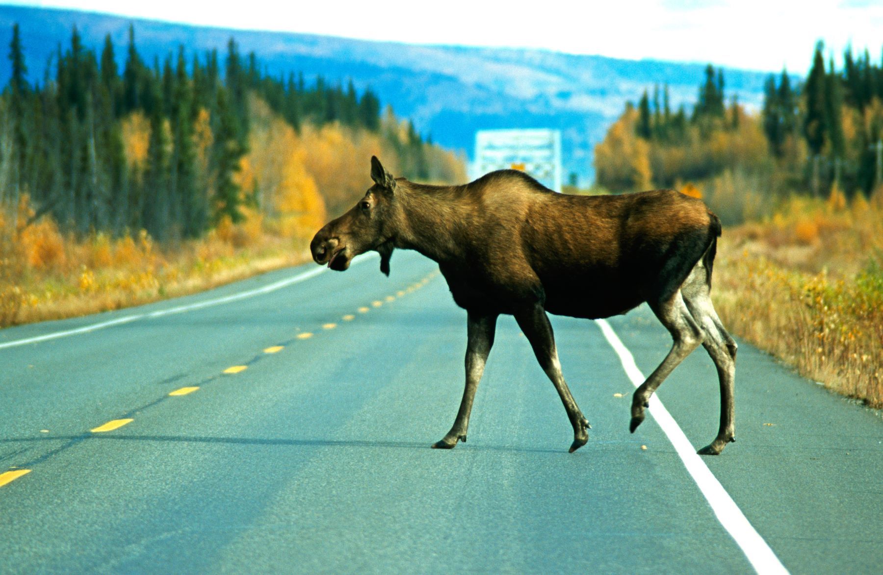 Moose crossing a road in Alaska