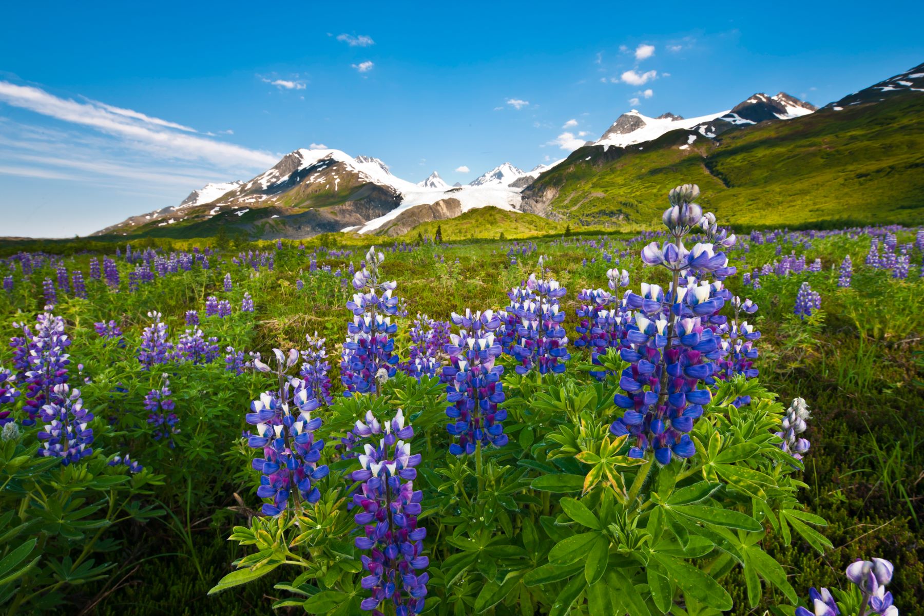 Lupine in Thompson Pass