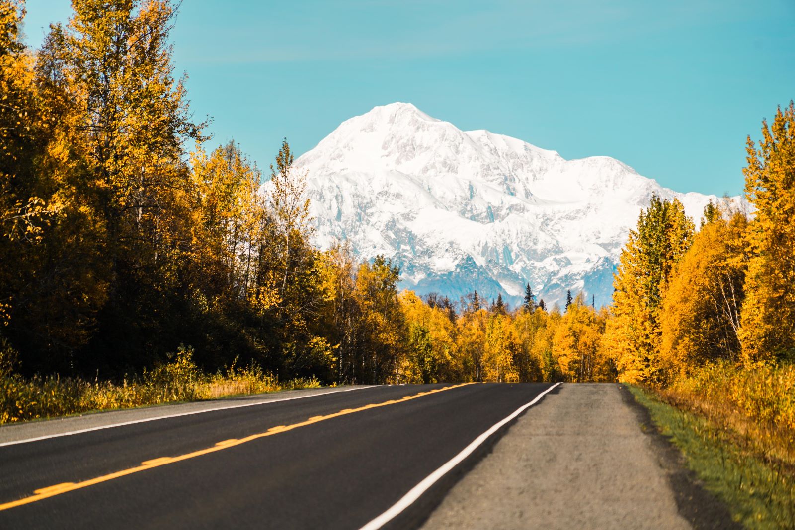 Fall colors on the Parks Highway