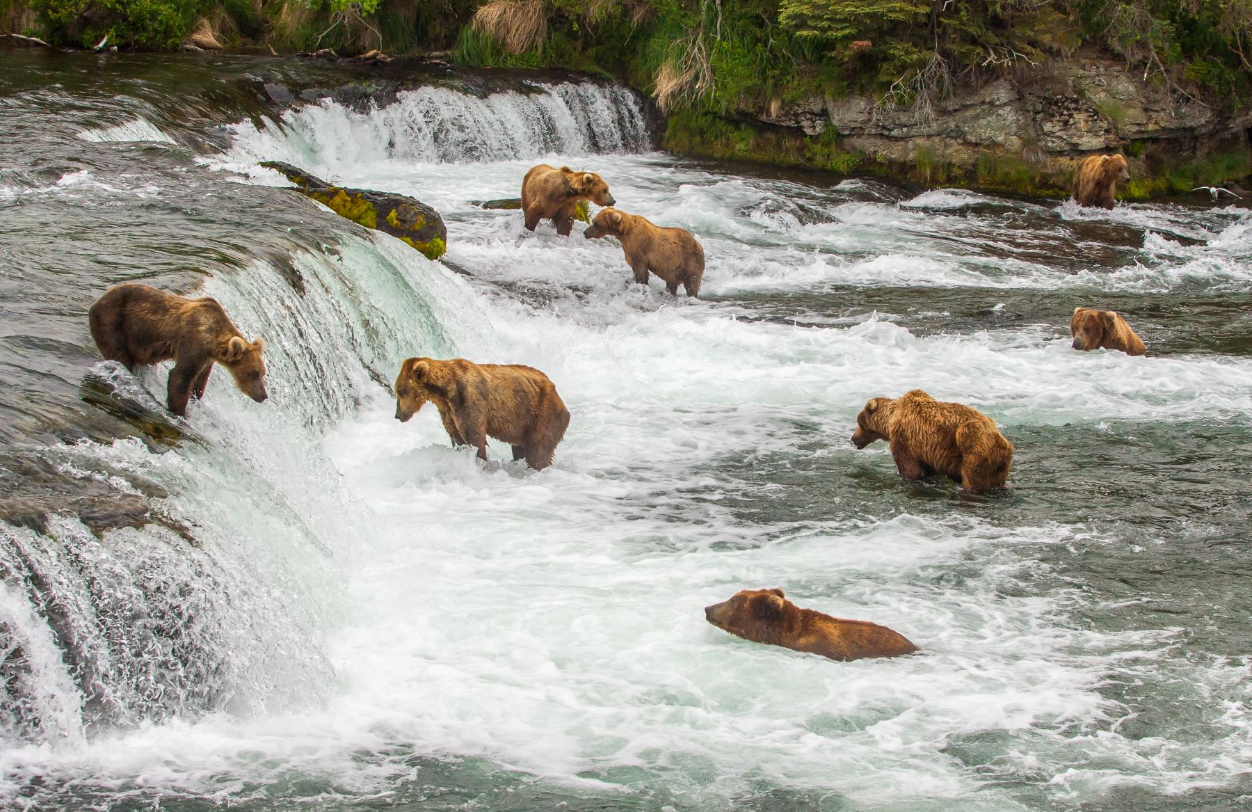Bears at Brooks Falls in Katmai National Park