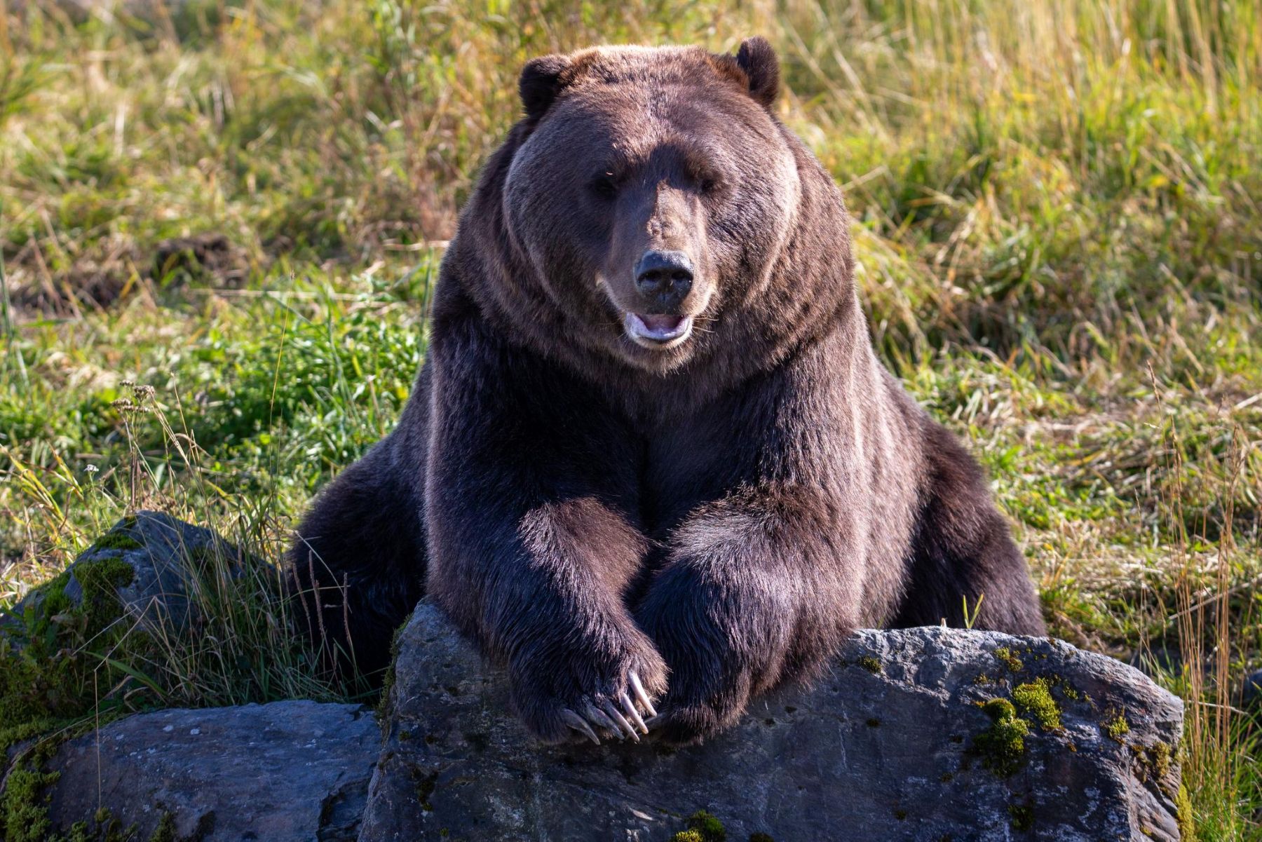 Bear viewing at the Alaska Wildlife Conservation Center