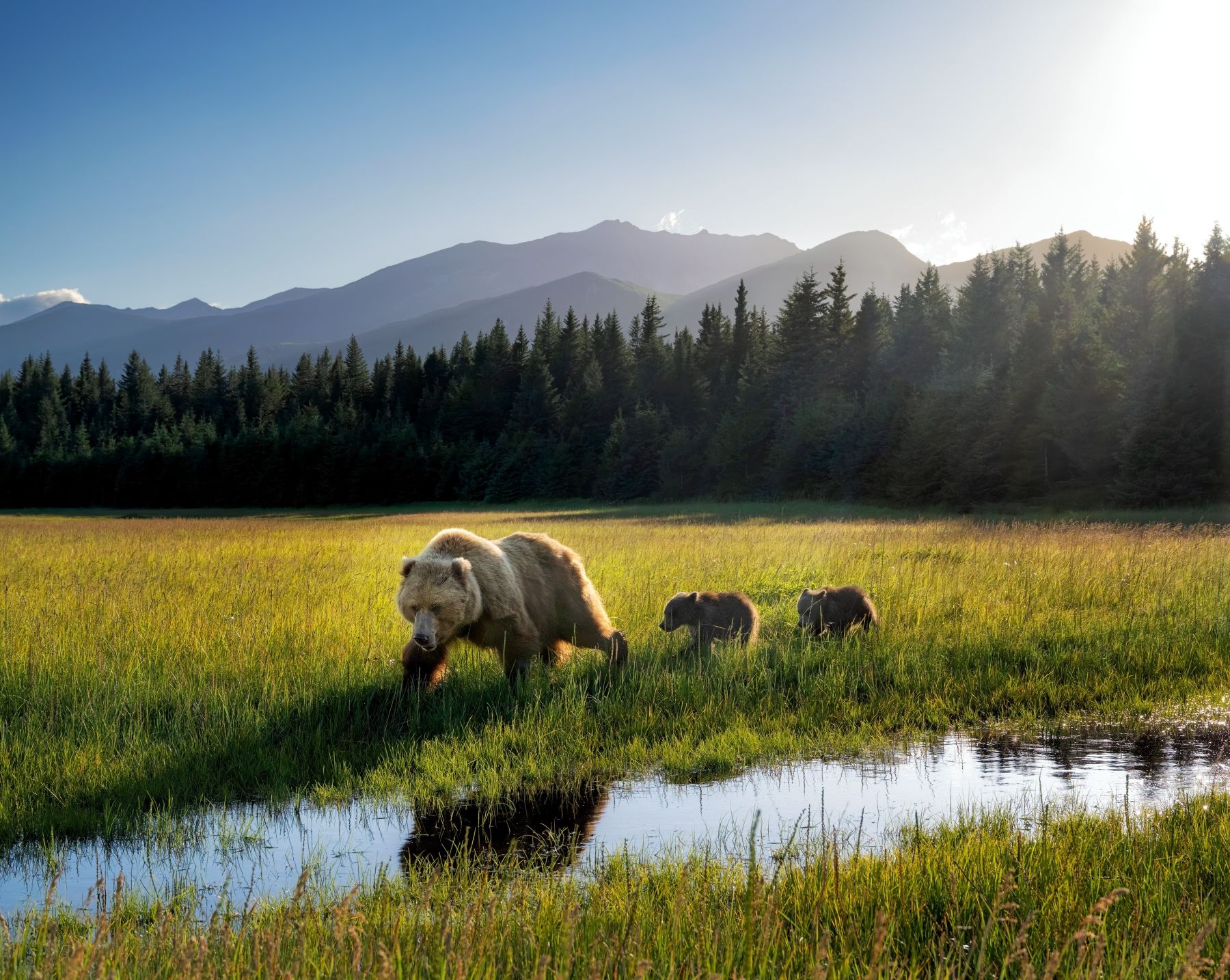Bears in Lake Clark National Park