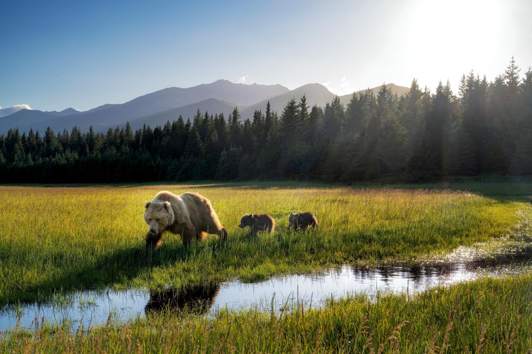 Bears in Lake Clark National Park
