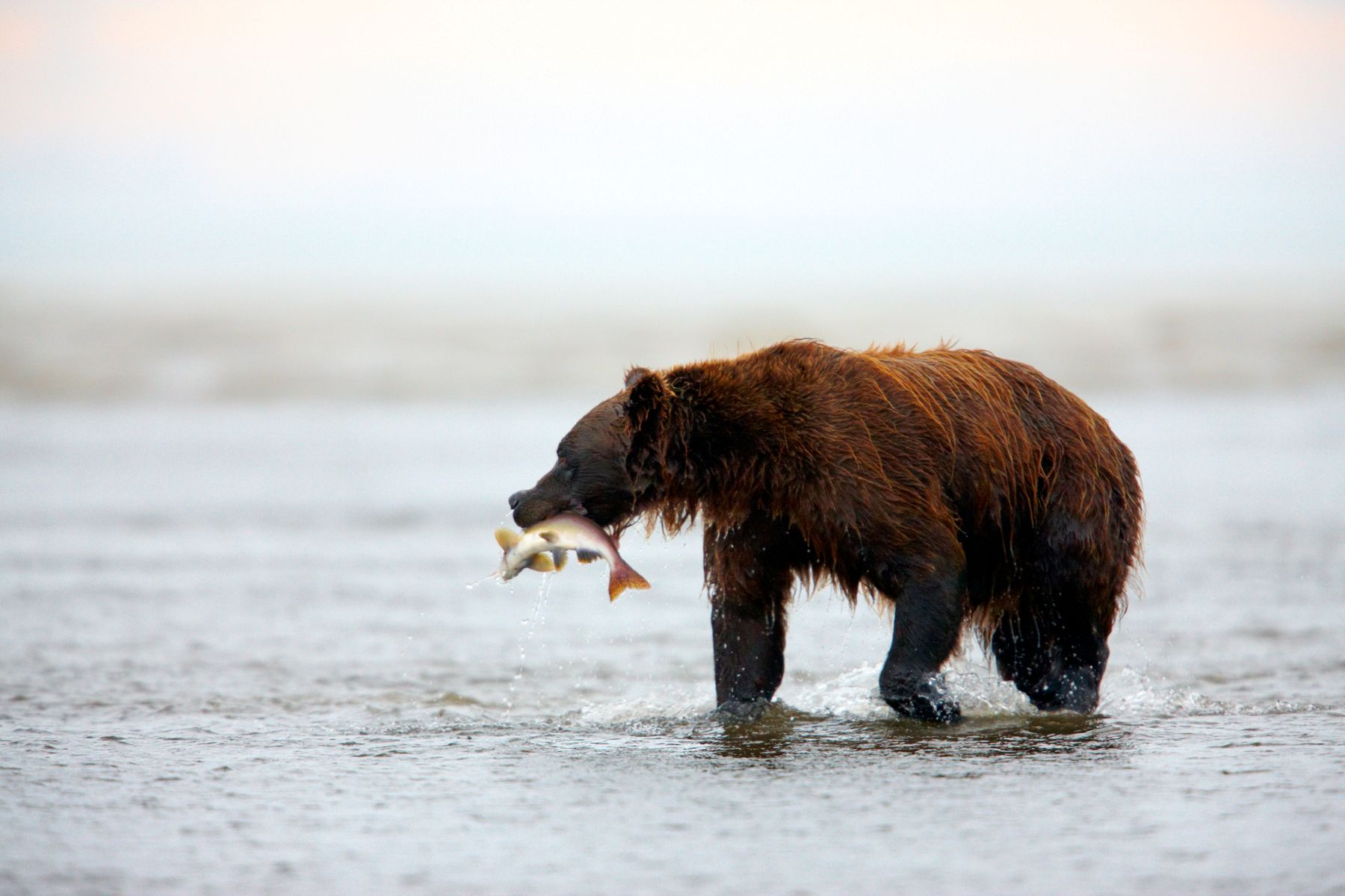 Brown Bear in Lake Clark National Park