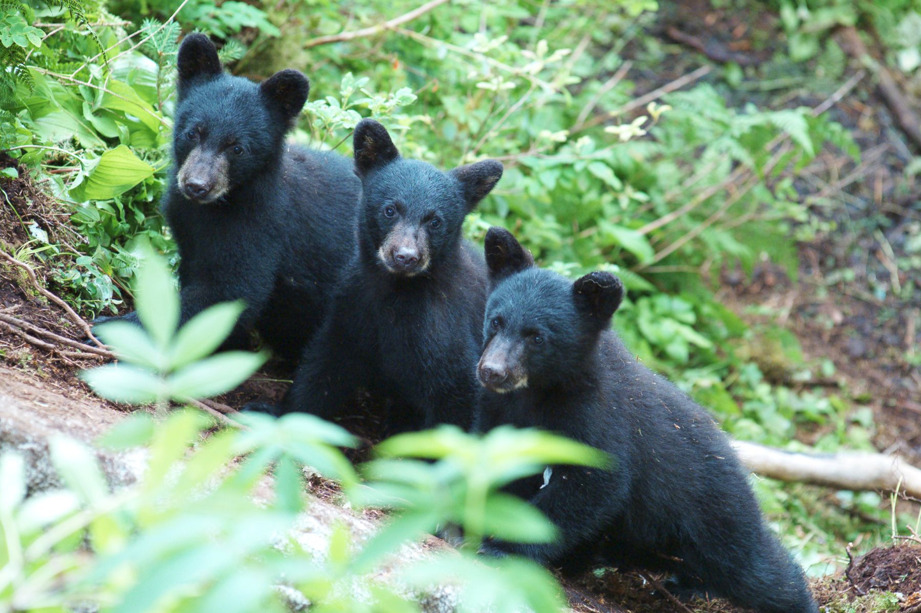 Three bear cubs on Admiratly Island
