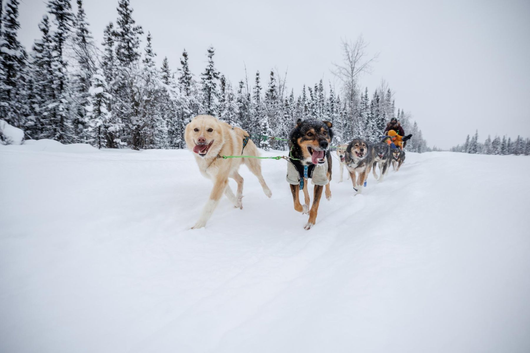 Dog sledding tour in Fairbanks