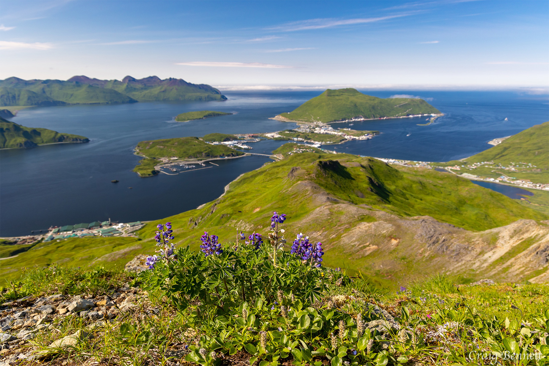 Mountain view of Unalaska/Dutch Harbor looking out over grass-covered terrain, marinas, and multiple islands. Purple flowers bloom in the foreground.