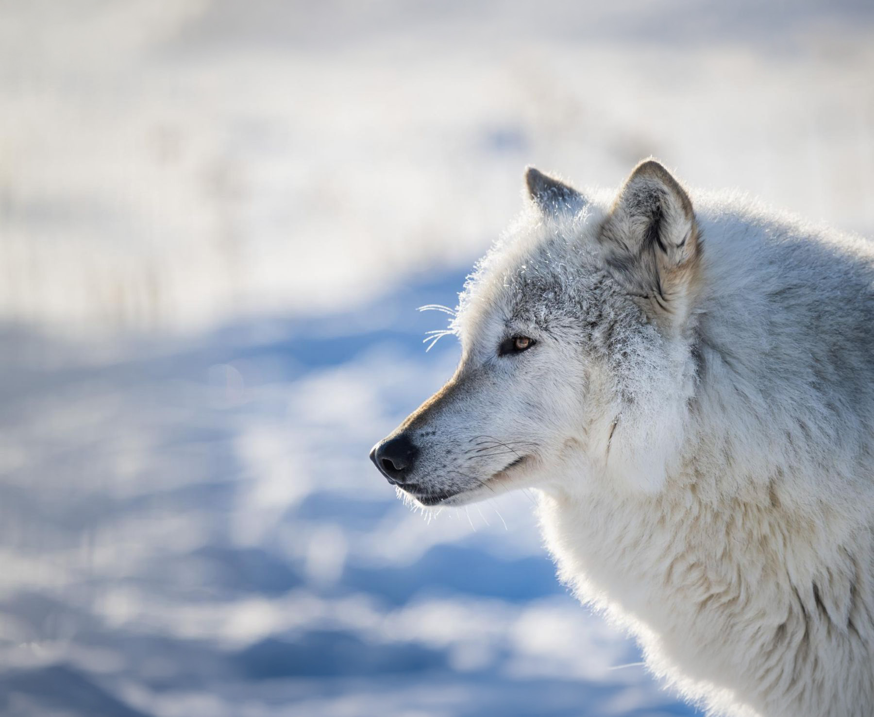 Wolf at the Alaska Wildlife Conservation Center