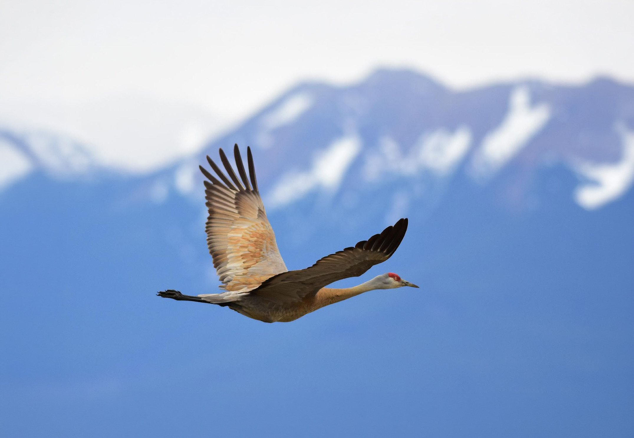 Alaska's Premier Birding Hotspots Revealed