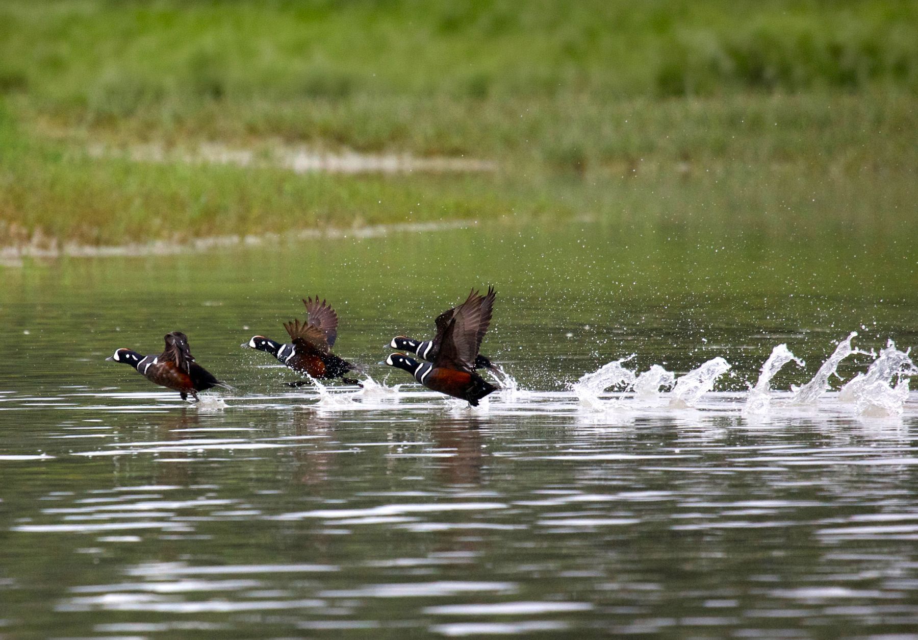 Harlequin ducks in Alaska