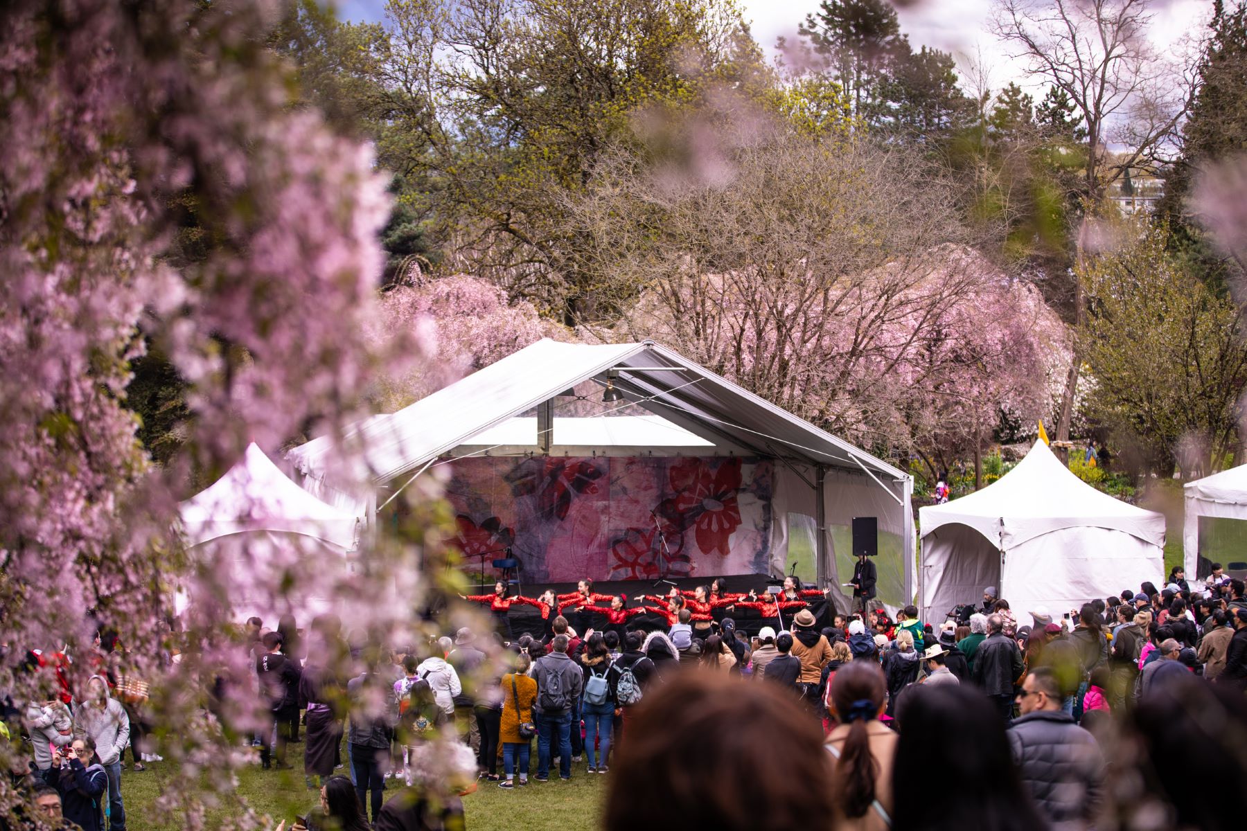 Vancouver Cherry Blossom Festival