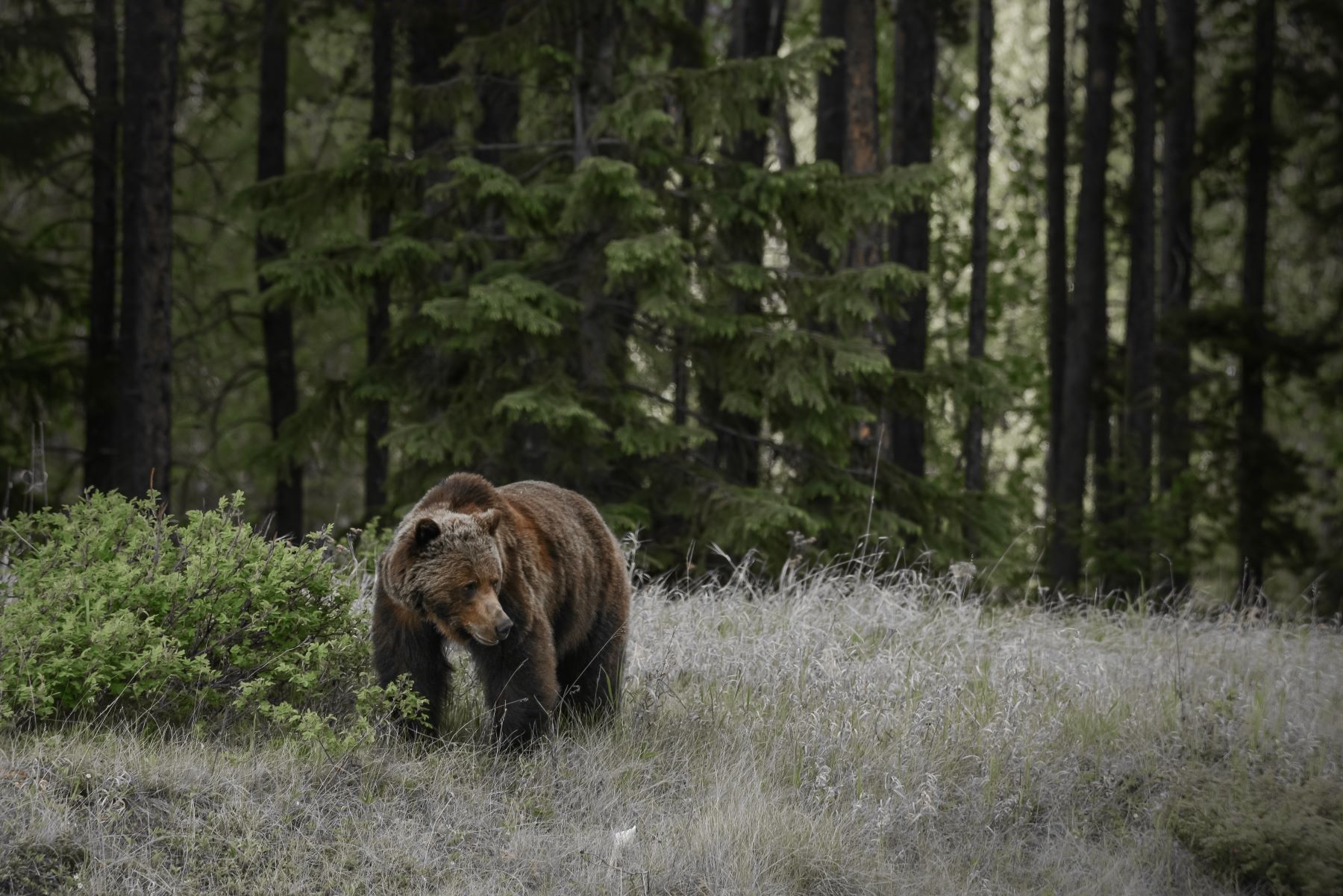 Grizzly Bear at Jasper National Park