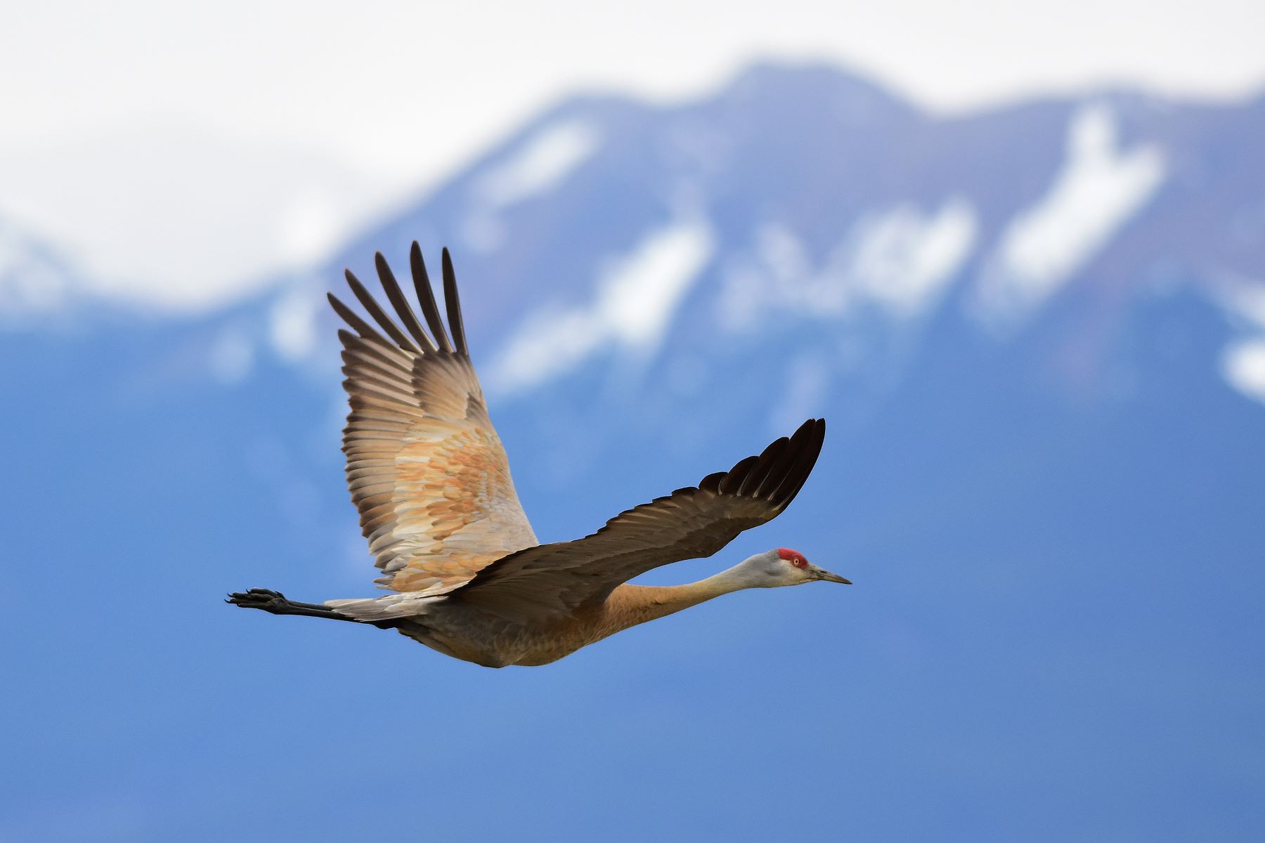 Sandhill crane in Alaska