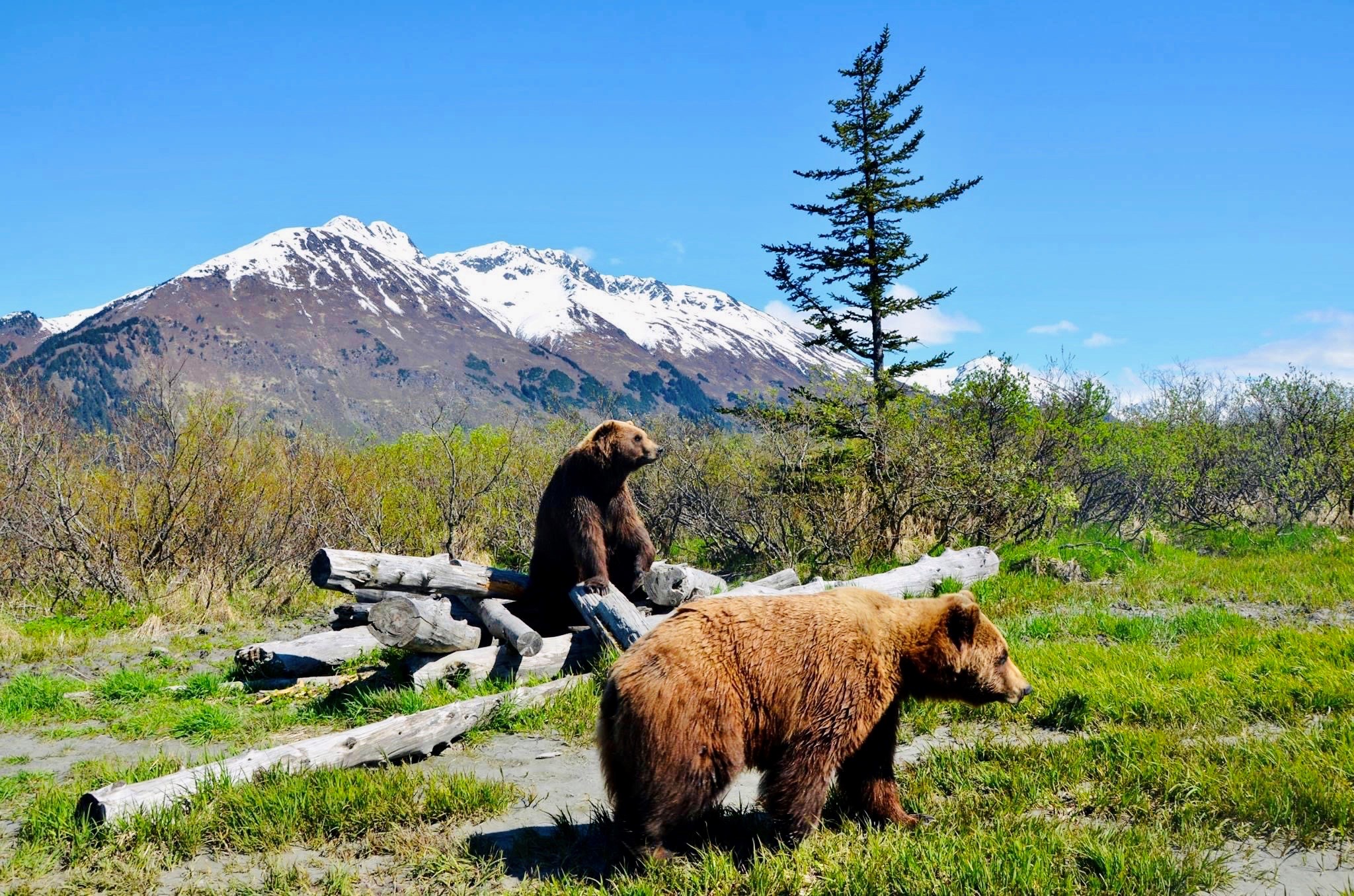 Alaska Wildlife Conservation Center Travel Alaska Alaska Wildlife Conservation Center Travel Alaska