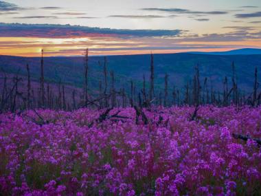 Ester Alaska Flowers