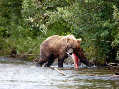 Naknek Alaska Bear