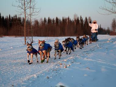 Willow Alaska Dogs