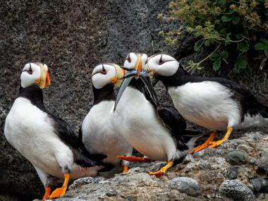 Alaska Maritime National Wildlife Refuge Alaska