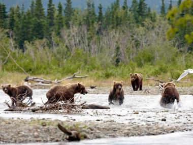 Becharof National Wildlife Refuge Alaska Bears