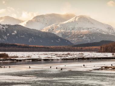 Chilkat Bald Eagle Preserve Alaska