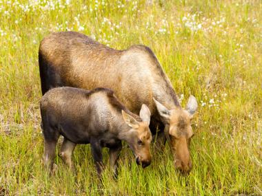 Harding Lake State Recreation Area Alaska
