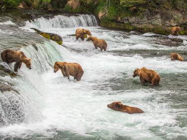 Katmai National Park Preserve Alaska Bears