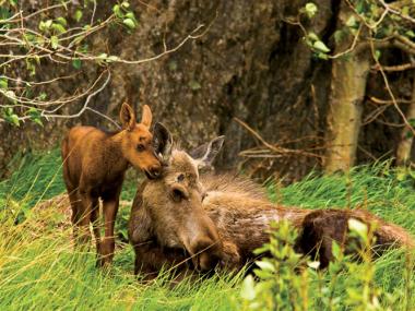 Kenai National Wildlife Refuge Alaska