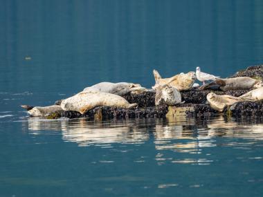 Mendenhall Wetlands State Game Refuge Alaska