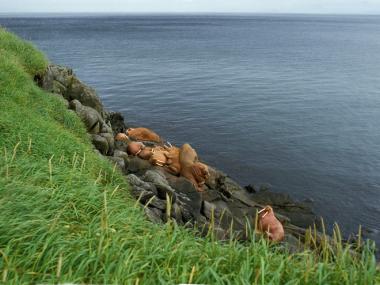 Walrus Islands State Game Sanctuary Alaska