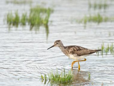 Yukon Delta National Wildlife Refuge Alaska Bird