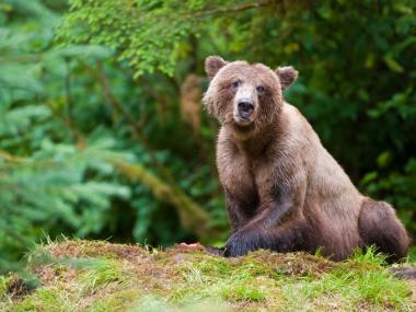Inside Passage Alaska bear in forest