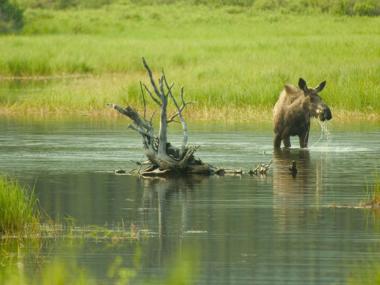 Moose drinks water in Alaska river