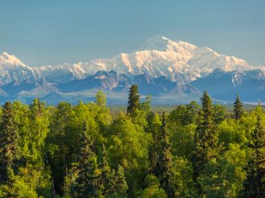 Forest with snowcapped mountain in the background