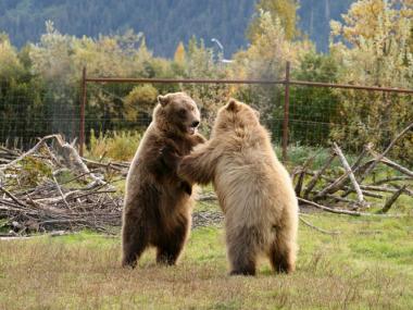 Two brown bears in Alaskaa