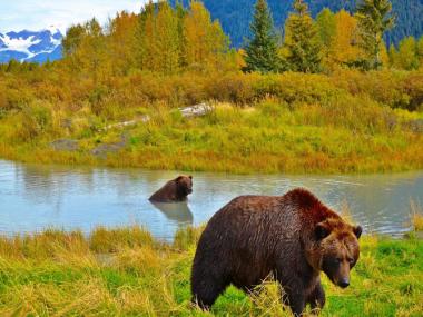 How To View Alaska's Bears