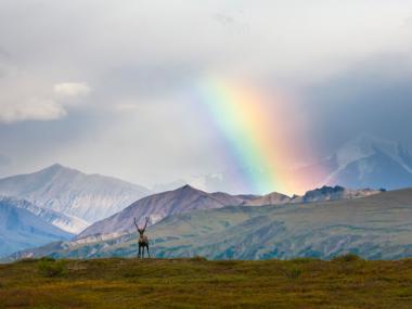 Rainbow over mountains with a caribou in Denali Park